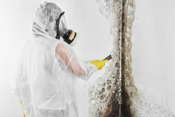 Best Black Mold Removal  in Ashland, NE