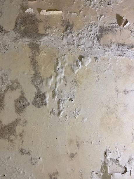 Best Mold Removal Near Me  in Ashland, NE