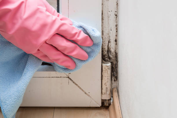 Best Local Mold Removal Service  in Ashland, NE